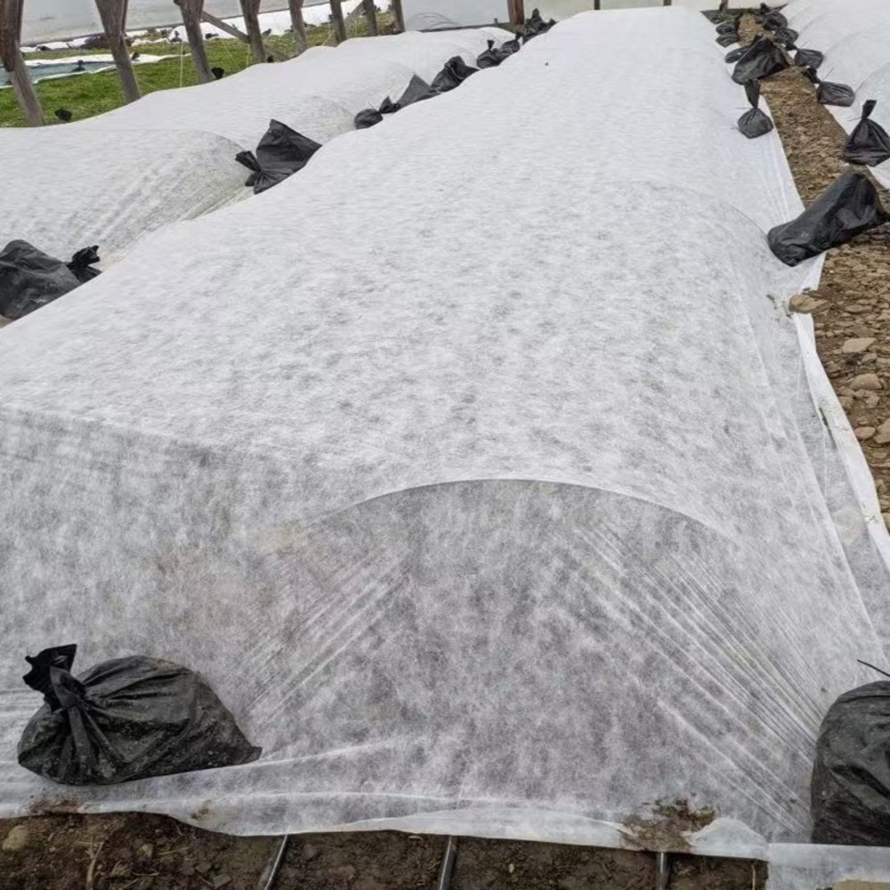 The application of row cover in the early stage of tomato cultivation