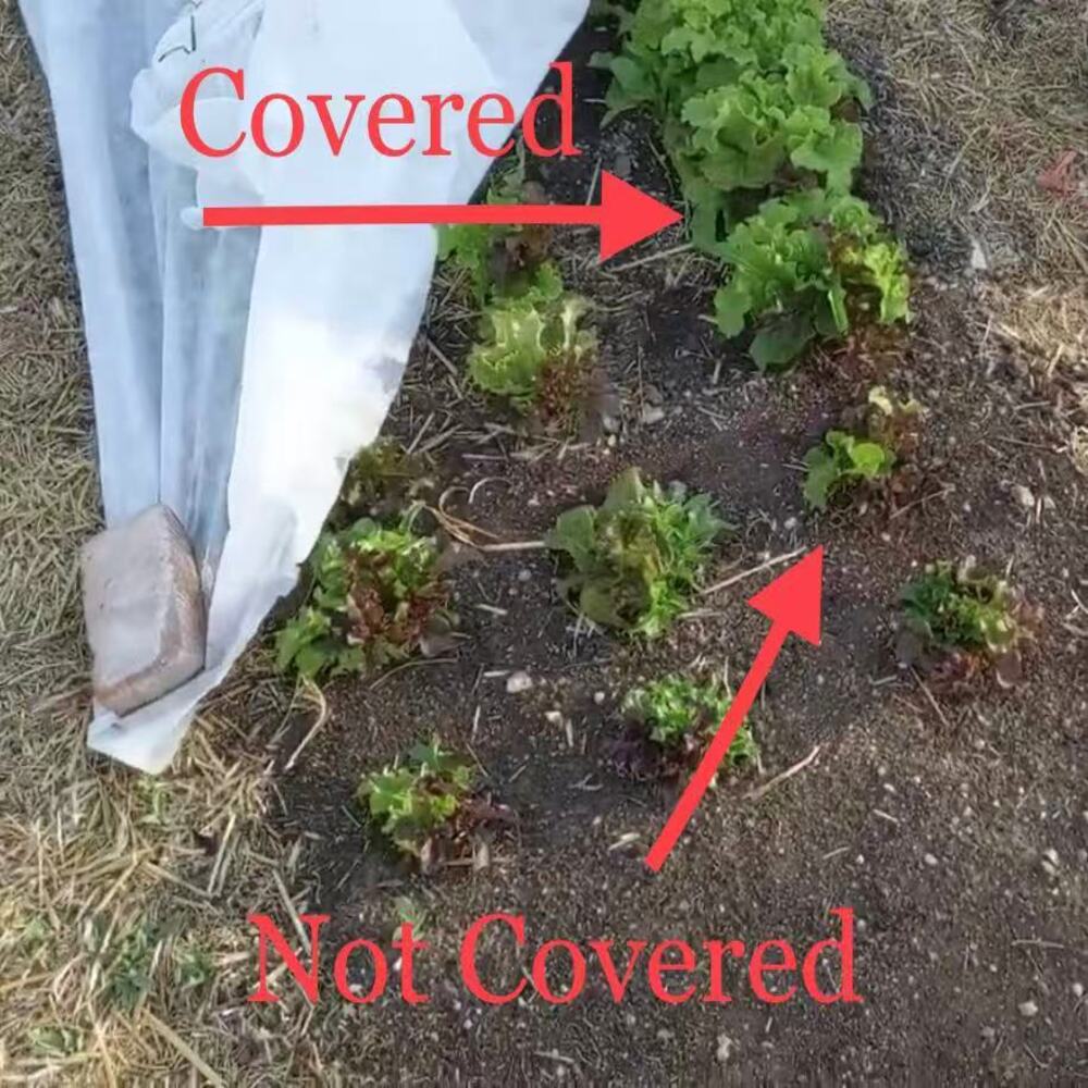 Comparison of the usage effect of Plant fleece