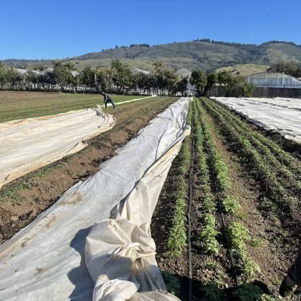 Agriculture Non-woven Crop Cover Supplier