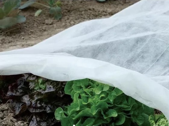 frost protection fabric.jpg