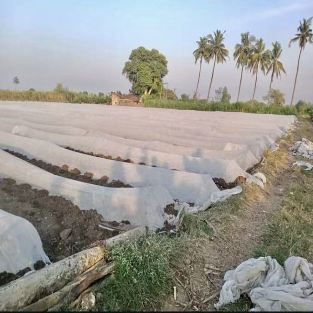 Agriculture Non-woven Crop Cover Supplier