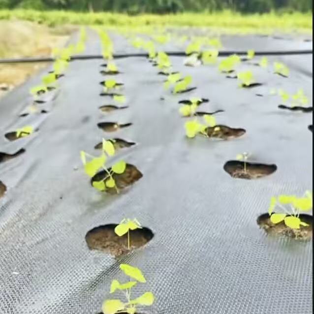 What is Weed Control Fabric?