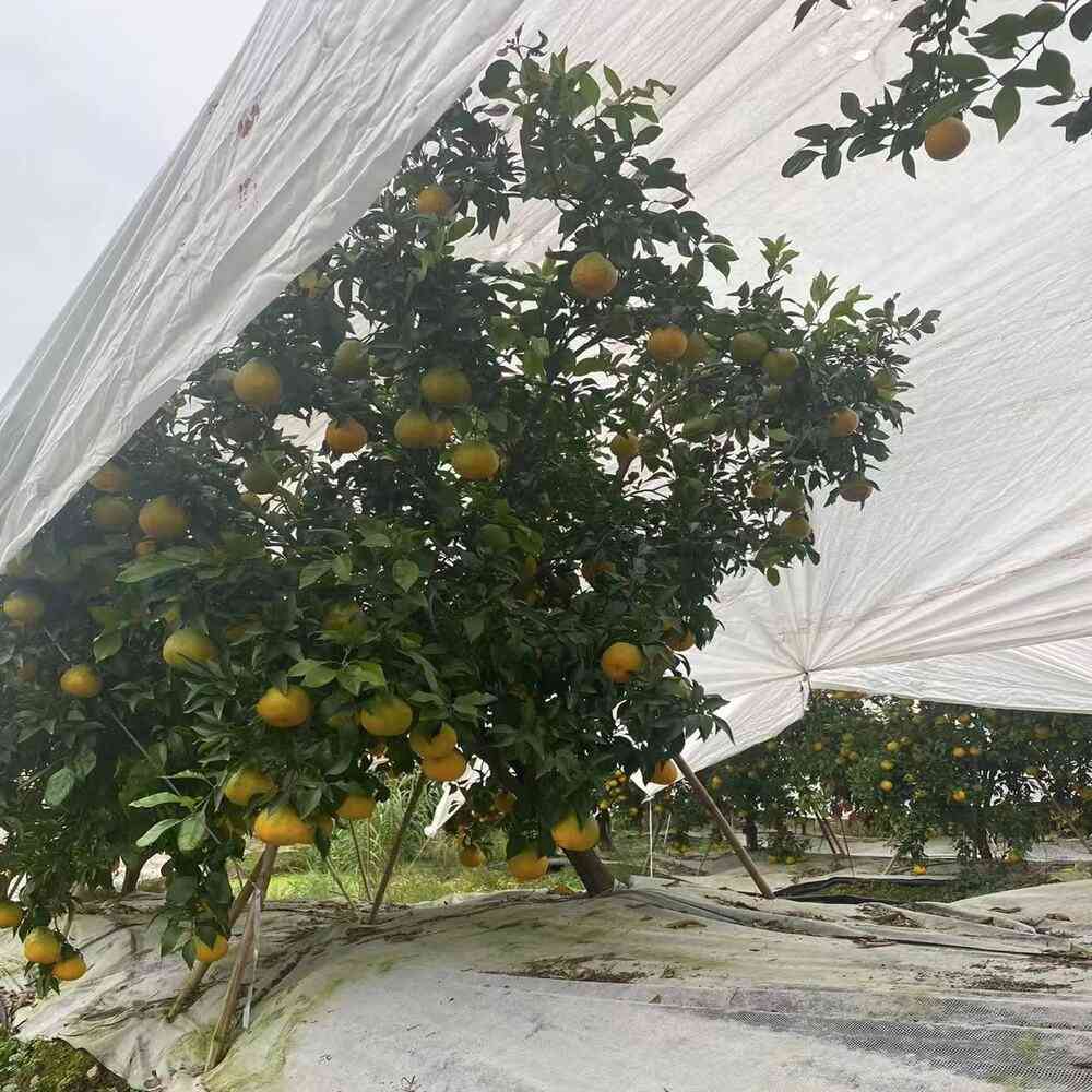 Fruit tree non-woven cover nonwoven bag