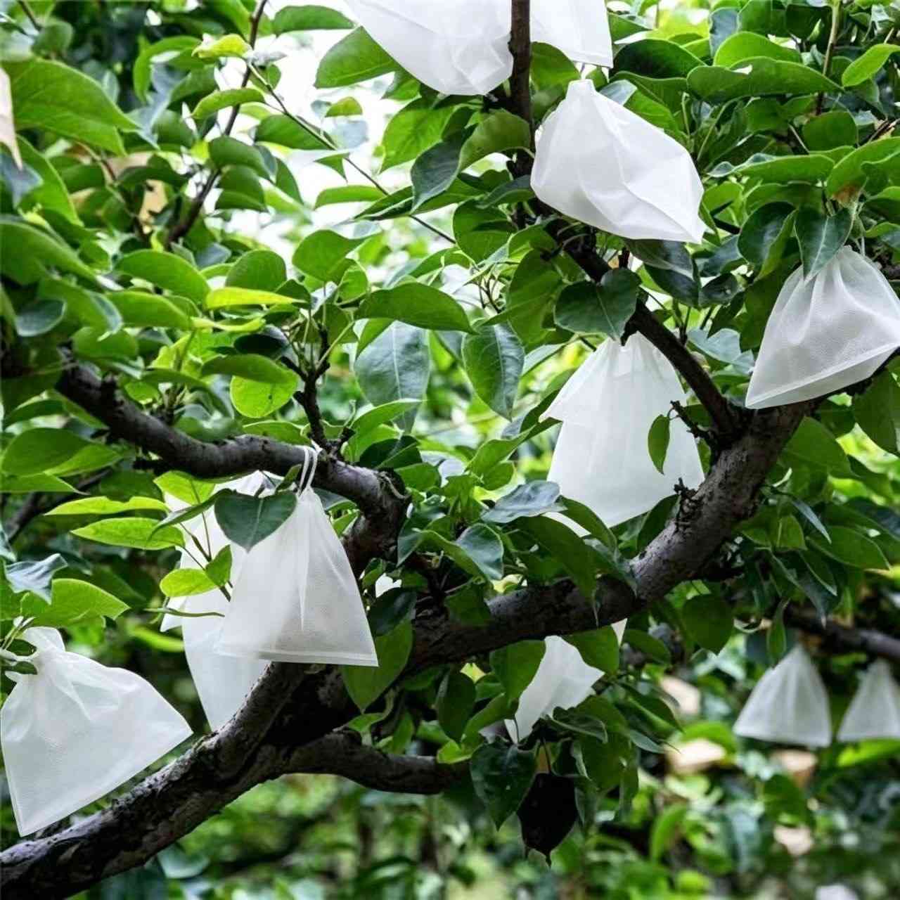 Fruit tree non-woven cover nonwoven bag