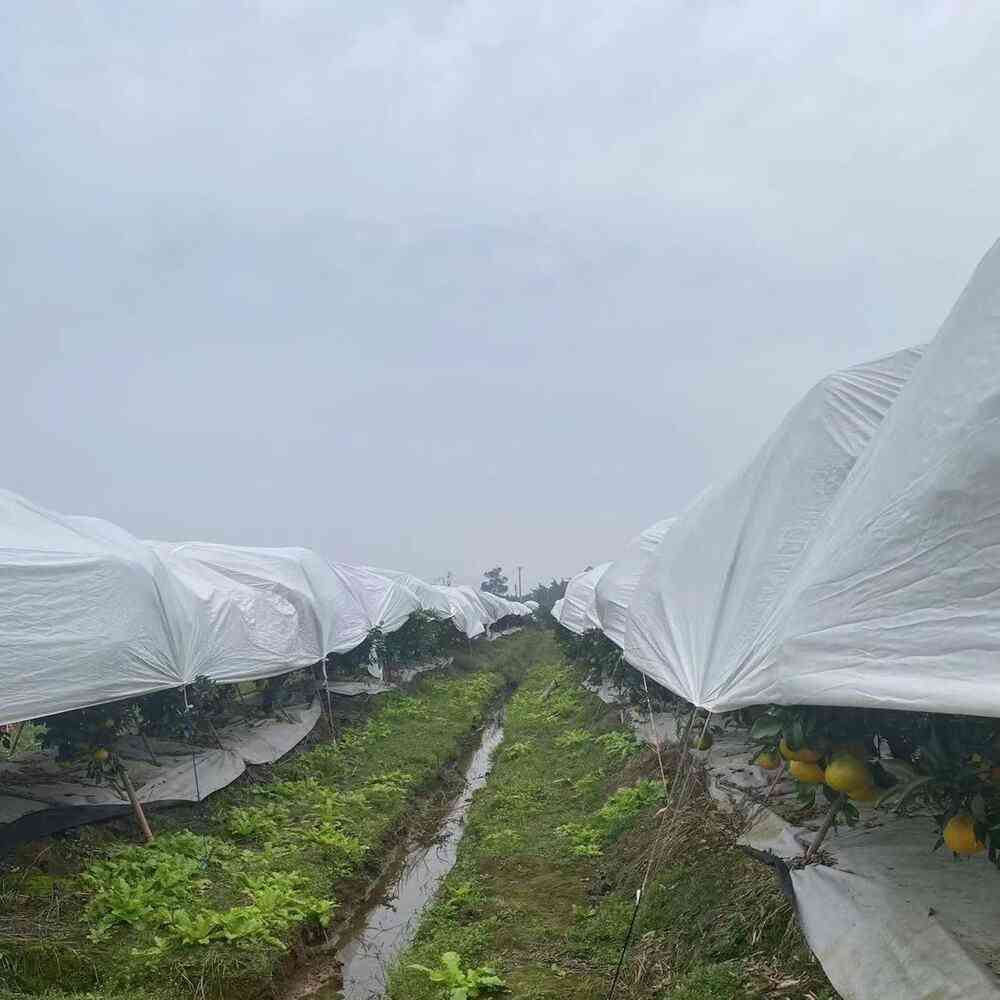 Fruit tree non-woven cover nonwoven bag
